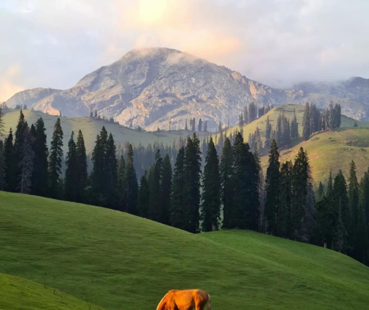 Nafran Valley Trek By Pahalgram Hikes