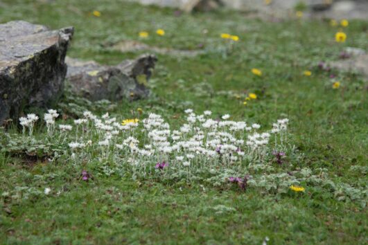 Hampta Pass Trek By Pahalgam Hikes