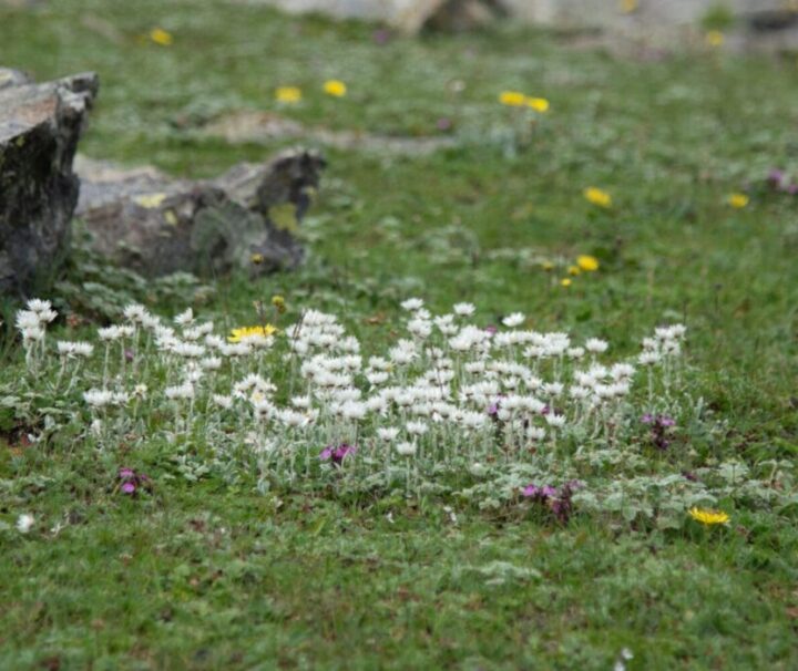 Hampta Pass Trek By Pahalgam Hikes